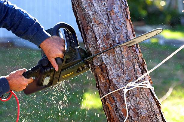 How Our Tree Care Process Works  in  Columbus, IN